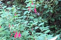 Suchbild. Wo ist der Kollibri ?