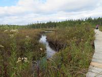 Spruce Bog Boardwalk