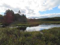 Spruce Bog Boardwalk