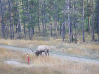 Wildtiersichtung Nummer 3 - ein Hirsch!