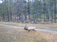 Wildtiersichtung Nummer 3 - ein Hirsch!