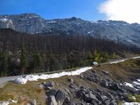 Spuren von Waldbrand