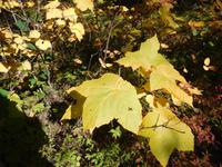 Indian Summer in Westkanada ist gelb