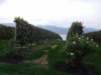 Mission Hill Winery in Kelowna