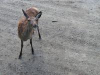 Omega Wildpark Wapiti