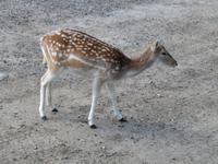 Omega Wildpark Rotwild