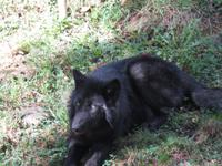Omega Wildpark Schwarzer Wolf