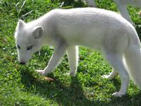 Omega Wildpark Polarfuchs