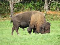Omega Wildpark Wisent