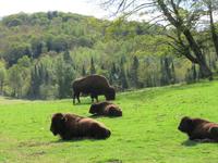 Omega Wildpark Bisons