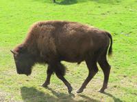 Omega Wildpark Bison