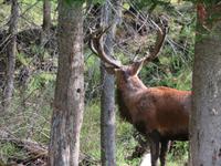 Omega Wildpark Hirsch