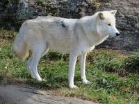 Omega Wildpark Polarwolf