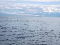 Buckelwal vor Victoria