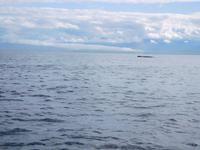 Buckelwal vor Victoria