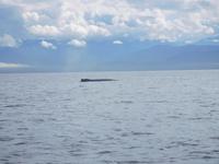 Buckelwal vor Victoria