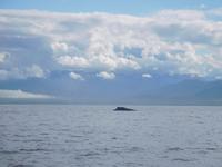 Whale-Watching in Victoria