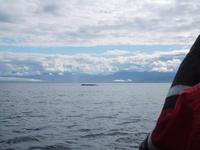 Whale-Watching in Victoria