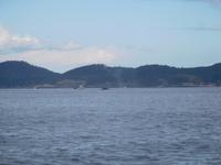 Whale-Watching in Victoria