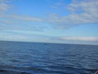 Whale-Watching in Victoria