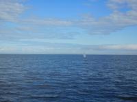 Whale-Watching in Victoria