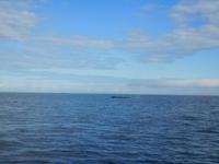 Whale-Watching in Victoria