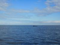 Whale-Watching in Victoria