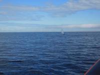 Whale-Watching in Victoria