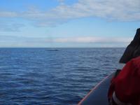 Whale-Watching in Victoria