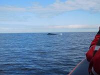 Whale-Watching in Victoria