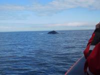 Whale-Watching in Victoria