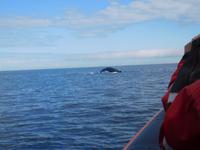 Whale-Watching in Victoria