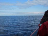 Whale-Watching in Victoria