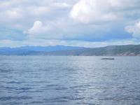 Whale-Watching in Victoria