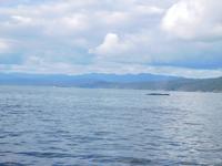 Whale-Watching in Victoria