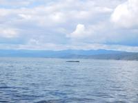 Whale-Watching in Victoria