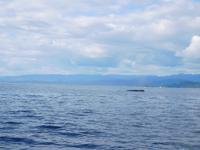 Whale-Watching in Victoria