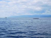 Whale-Watching in Victoria