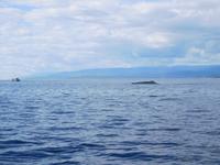 Whale-Watching in Victoria