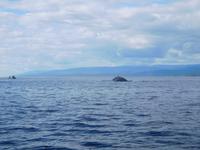 Whale-Watching in Victoria