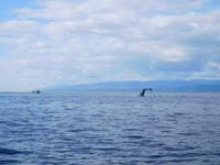 Whale-Watching in Victoria