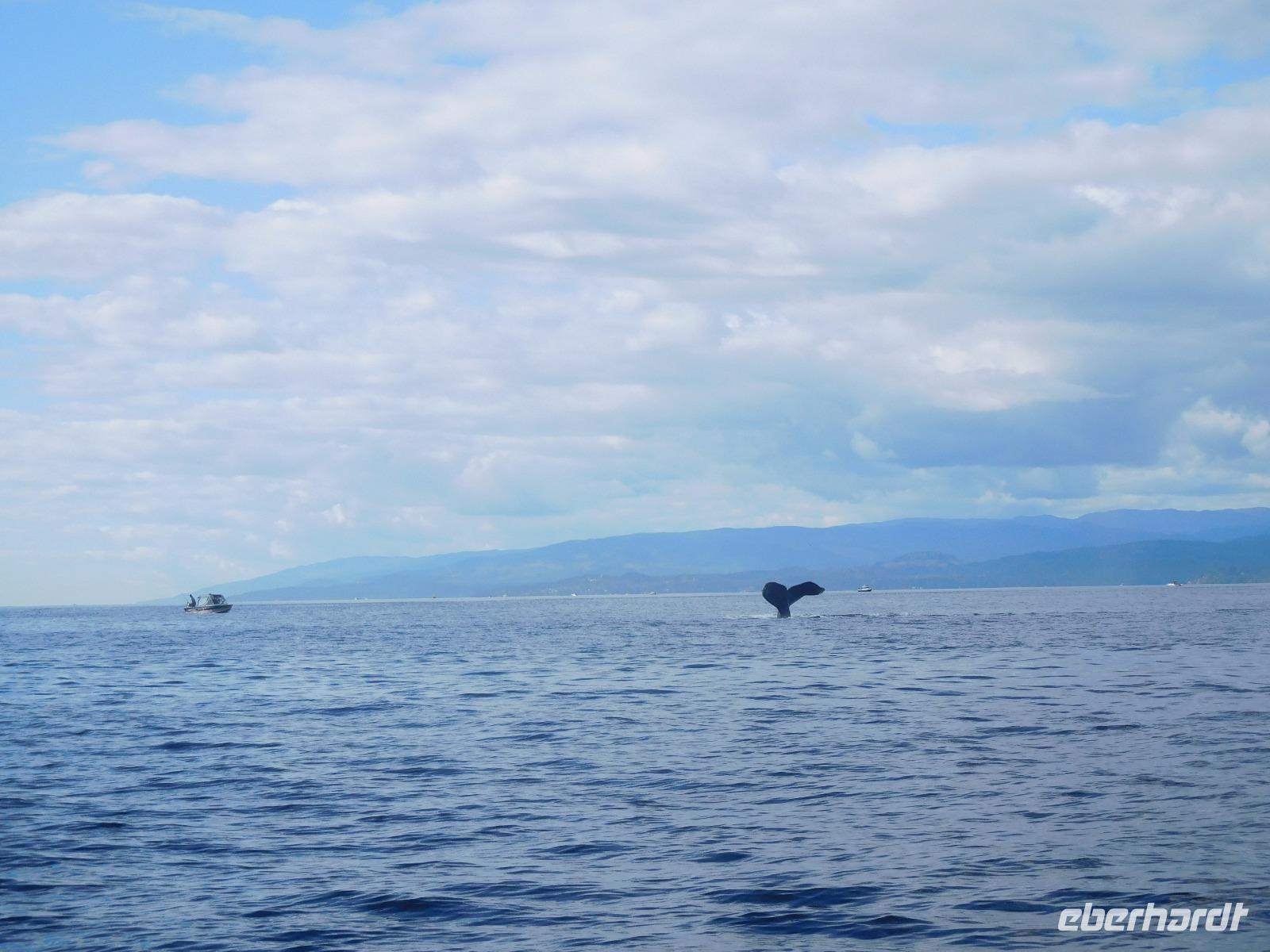 Whale-Watching in Victoria