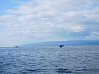 Whale-Watching in Victoria