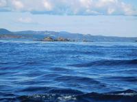 Seelöwen gab es auch