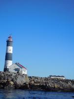 Seelöwen in Victoria