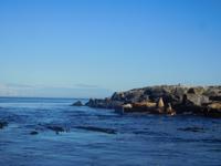 Whale-Watching in Victoria