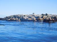 Whale-Watching in Victoria