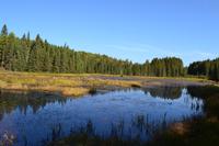 Algonquin Park - Logging Trail