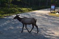 Wildlife Safari im Parc Omega