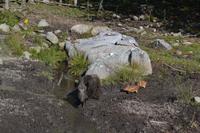 Wildlife Safari im Parc Omega